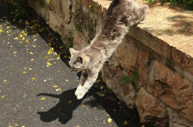 반려묘 고양이 키우기 정보