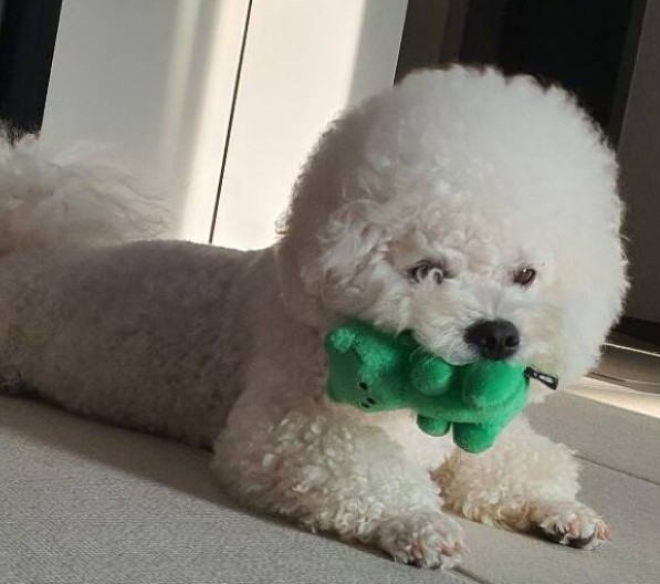 개와 고양이 선호도 , 따라 사람의 성격도 알 수 있다?