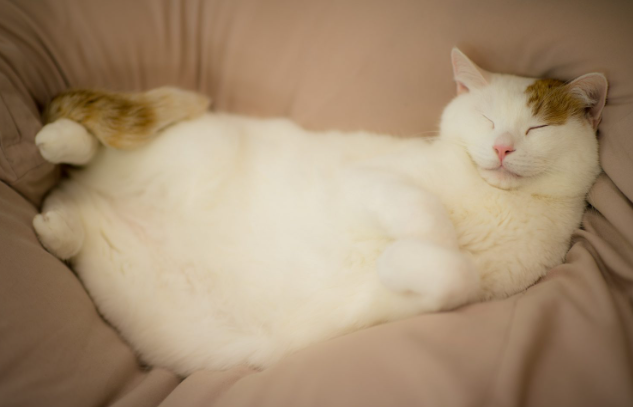 고양이 복수 배가 빵빵하게 불렀다면 복막염일 수도 있어