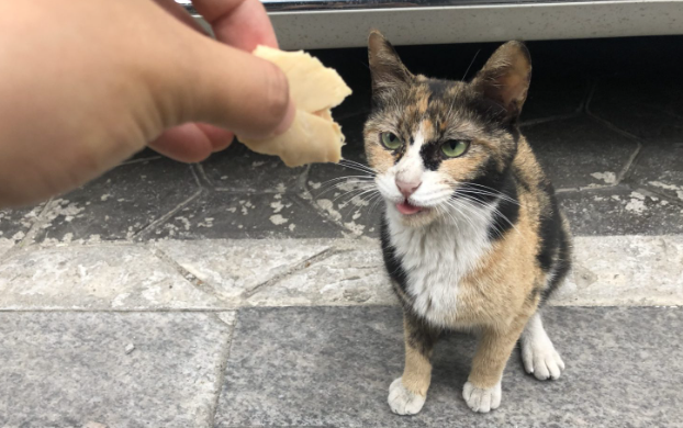 삼색 고양이 중 수컷이 없는 이유는 뭘까?