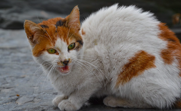 고양이 털 세우는