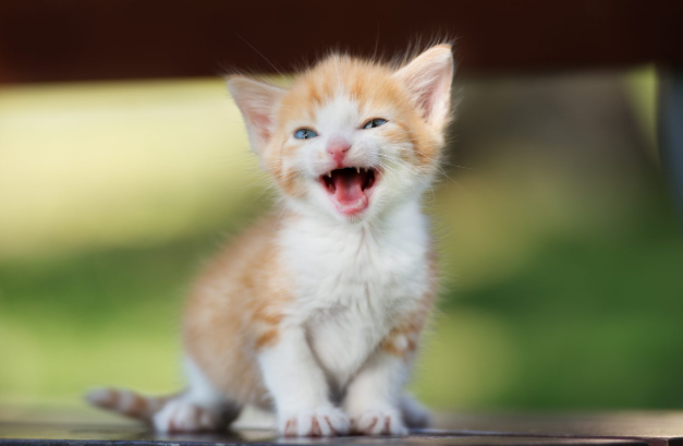 고양이 이유식