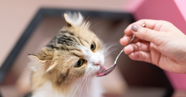 아기 고양이 간식 추천 제품 알맞은 급여 시기는?