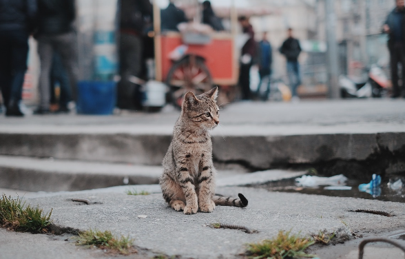 잃어버린 고양이