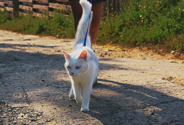 고양이 산책 중