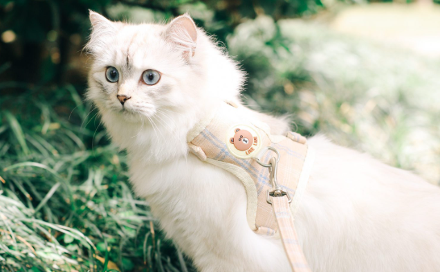 고양이 산책 절대 안 돼요 위험한 이유