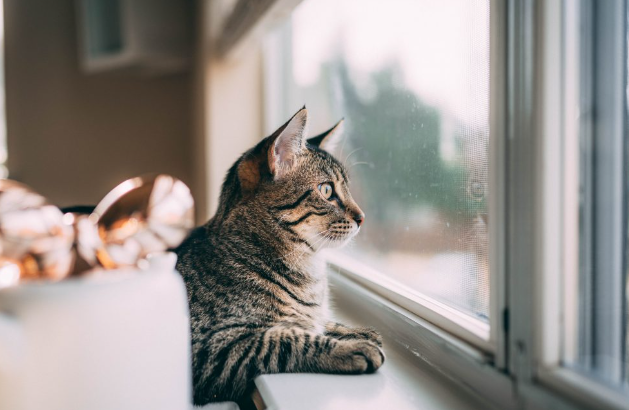 고양이 호텔 맡겨도 될까? 맡겨진 고양이 심리는?