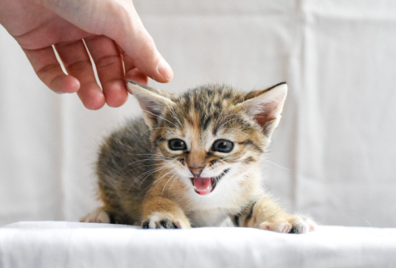 고양이 때려서 교육 절대 하면 안 돼요