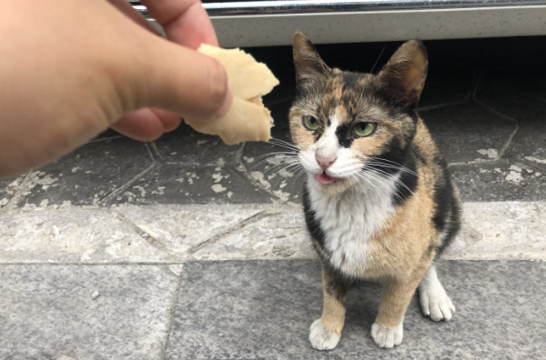 삼색 고양이 중 수컷이 없는 이유는 뭘까?