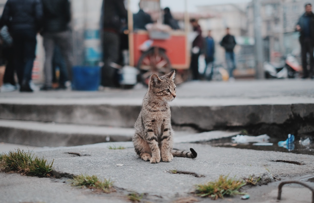 잃어버린고양이 찾는 방법