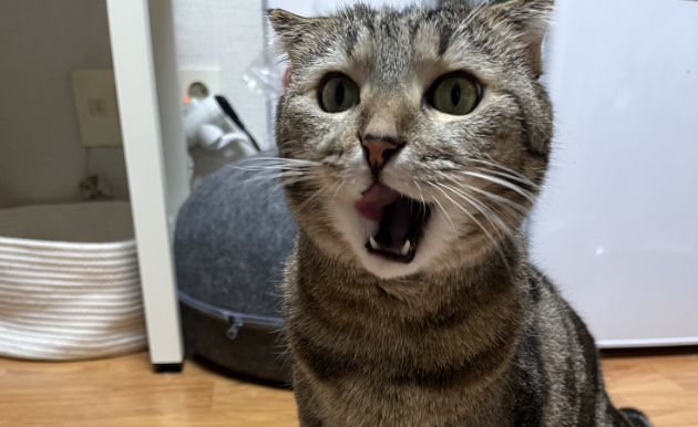 고양이 강아지에게 사람 유산균 주기 전 확인해야 할 사항